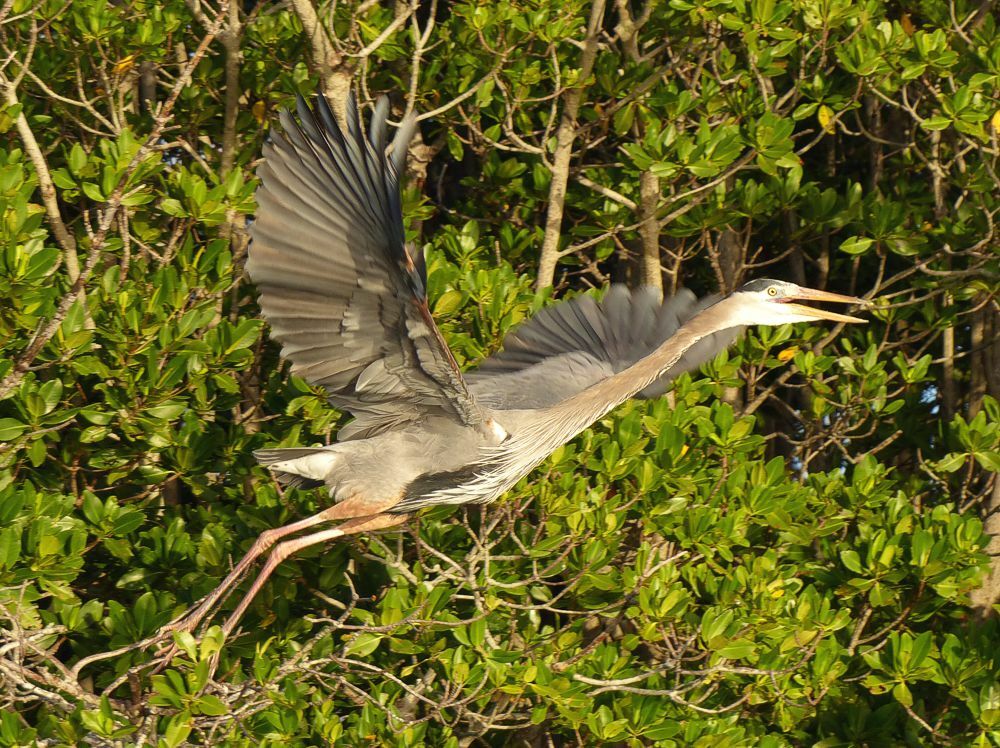 Click to See Next Image